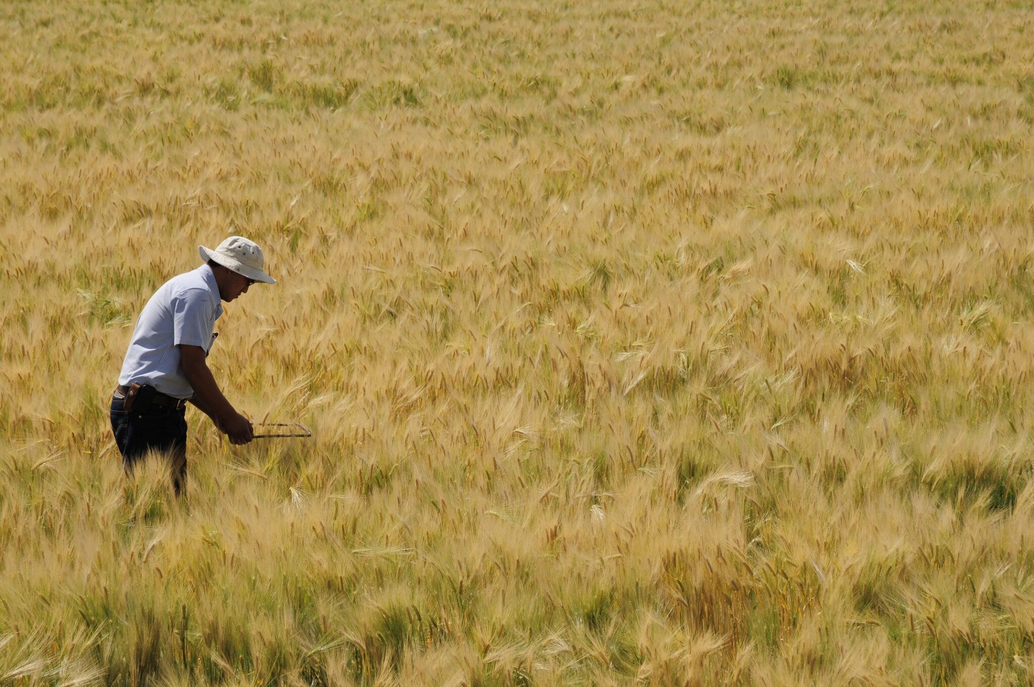 Comunicado_Dia_de_la_agricultura_imagen_1_optimizada.jpg
