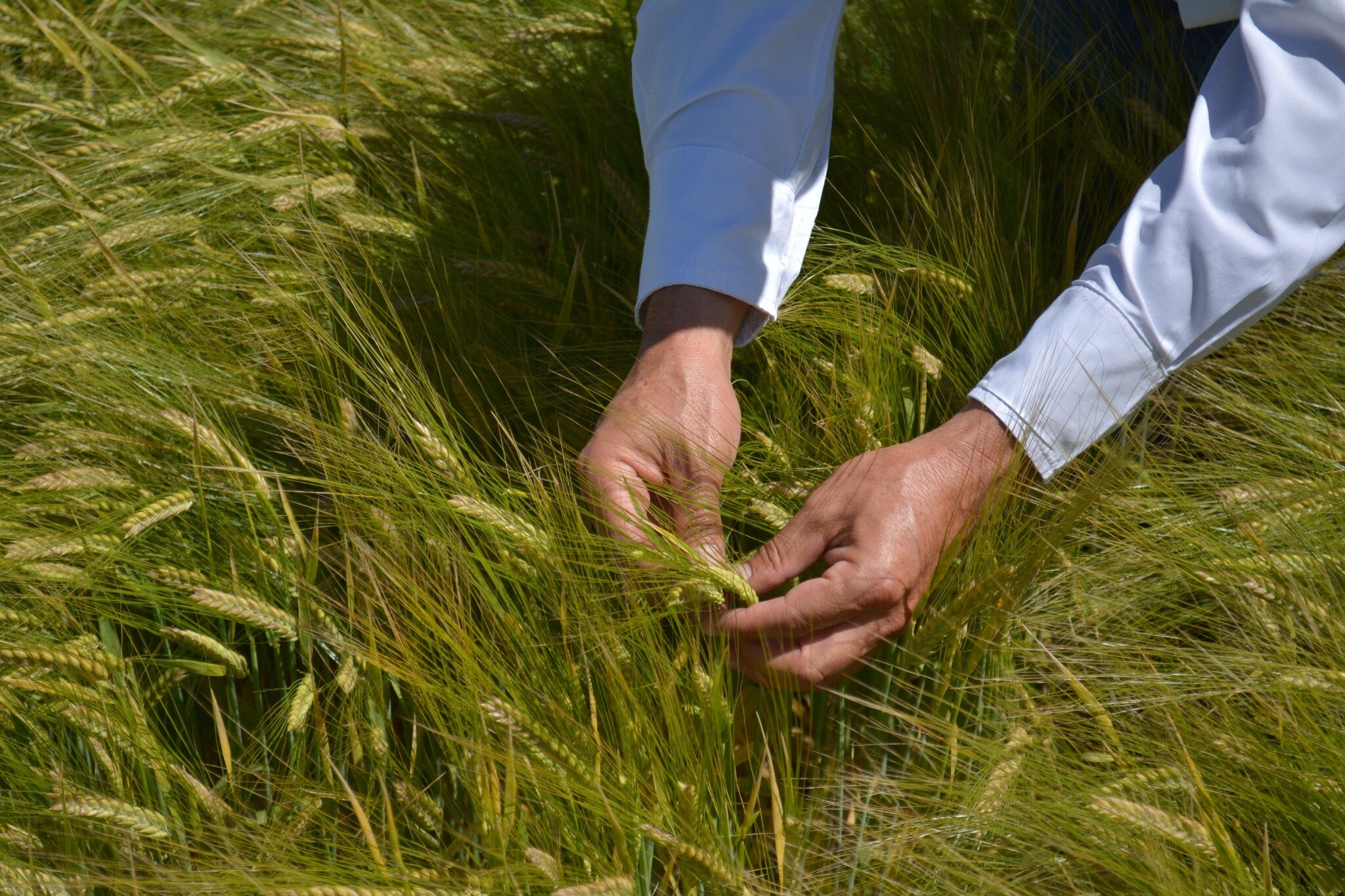 Comunicado_Dia_de_la_agricultura_imagen_2_optimizada.jpg