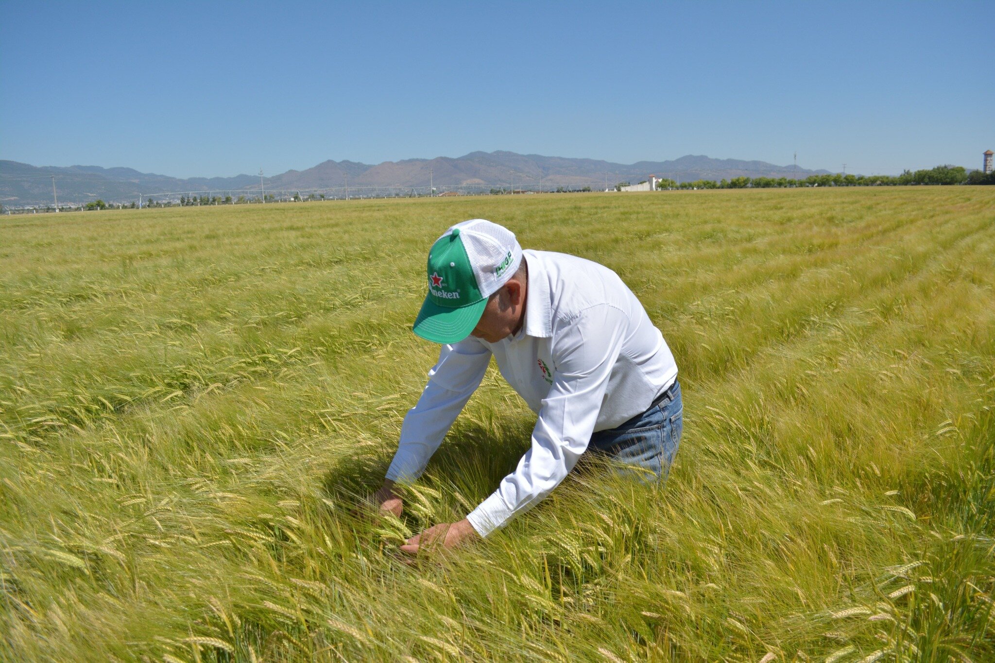 Del campo al bar: la agricultura impulsa el futuro de la industria cervecera en México