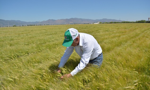 Del campo al bar: la agricultura impulsa el futuro de la industria cervecera en México